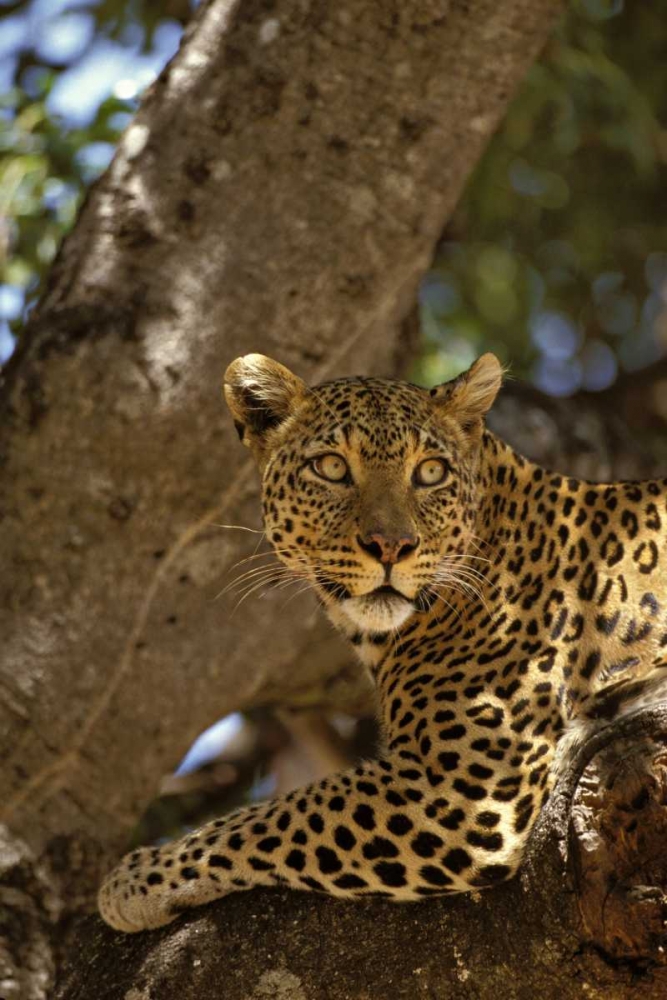 Kenya, Masai Mara Leopard lounges in a fig tree